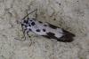 Ethmia quadrillella